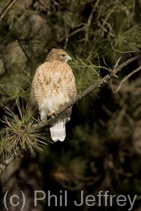 Red-shouldered Hawk