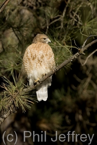 Red-shouldered Hawk