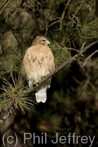 Red-shouldered Hawk