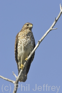 Red-shouldered Hawk