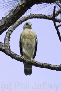 Red-shouldered Hawk