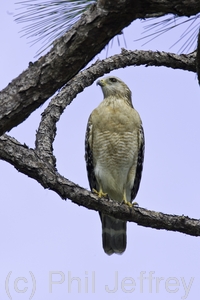 Red-shouldered Hawk