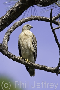 Red-shouldered Hawk