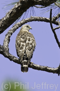 Red-shouldered Hawk