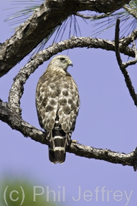 Red-shouldered Hawk