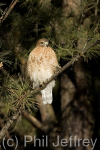 Red-shouldered Hawk