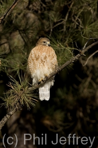 Red-shouldered Hawk