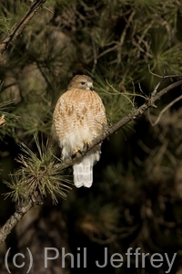 Red-shouldered Hawk