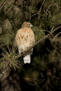 Red-shouldered Hawk