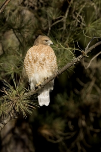 Red-shouldered Hawk