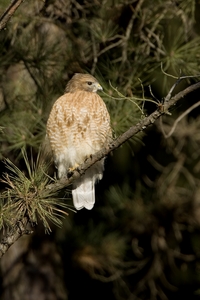 Red-shouldered Hawk