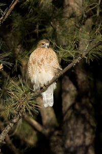 Red-shouldered Hawk