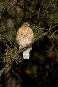 Red-shouldered Hawk