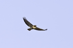 Red-tailed Hawk