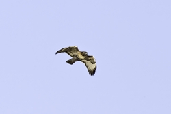 Red-tailed Hawk