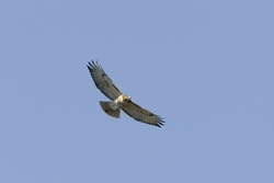 Red-tailed Hawk