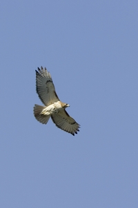 Red-tailed Hawk