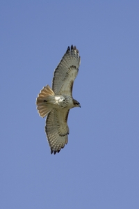 Red-tailed Hawk