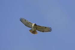 Red-tailed Hawk