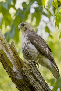 Red-tailed Hawk