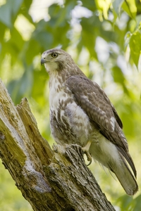 Red-tailed Hawk