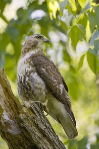 Red-tailed Hawk