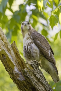 Red-tailed Hawk