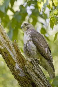 Red-tailed Hawk