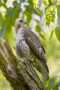 Red-tailed Hawk