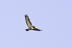 Red-tailed Hawk