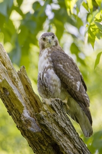 Red-tailed Hawk