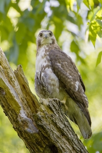 Red-tailed Hawk