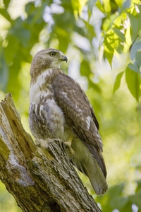 Red-tailed Hawk