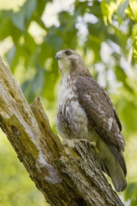 Red-tailed Hawk