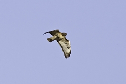 Red-tailed Hawk