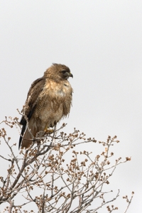 Red-tailed Hawk