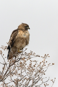 Red-tailed Hawk