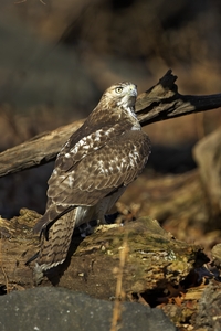 Red-tailed Hawk