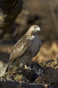 Red-tailed Hawk