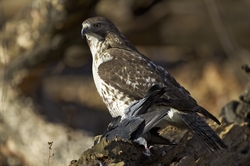 Red-tailed Hawk