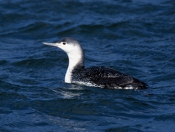 Red-throated Loon