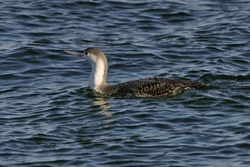 Red-throated Loon