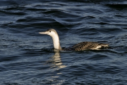 Red-throated Loon
