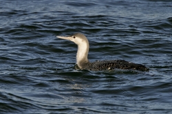 Red-throated Loon