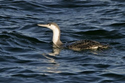 Red-throated Loon