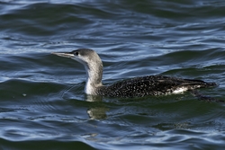Red-throated Loon