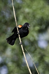 Red-winged Blackbird