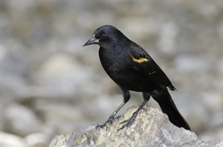 Red-winged Blackbird