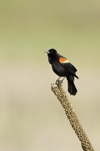 Red-winged Blackbird
