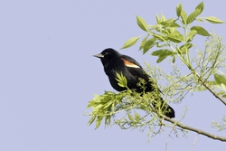 Red-winged Blackbird